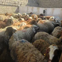 قیمت مناسب گوسفندزنده نرینه|حیوانات مزرعه|مشهد, زمرد|دیوار