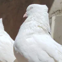 کفتر اراکی اصیل