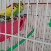 یک جفت مرغ عشق سالم