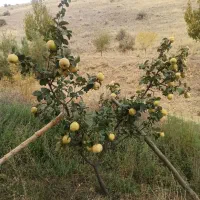 ۲ هکتار زمین آبی جهت اجاره