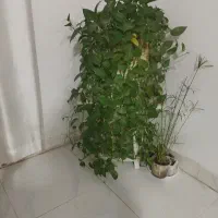 گل پتوس به همراه پایه سه طبقه