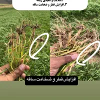 بهترین کودبرای افزایش محصول برای کشت پاییزه تضمینی|خدمات باغبانی و درختکاری|اهواز, بهارستان|دیوار