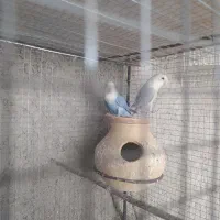 کوتوله|پرنده|سراوان, |دیوار