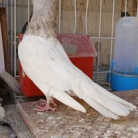 کله ابر کلاهی|پرنده|جیرفت, |دیوار