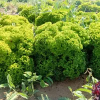 کاهو فرانسوی عمده|خوردنی و آشامیدنی|مشهد, فتح المبین|دیوار