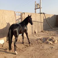 اسب نریان جوان دوسالو نیم خوش رنگ|اسب و تجهیزات اسبسواری|ساوه, |دیوار