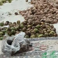 گردو کاغذی امسال درجه یک شروع قیمت از250تا500م|خوردنی و آشامیدنی|اشنویه, |دیوار