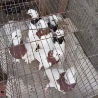 کبوتر طوقی سینه سیاه وسرخ مرغ و خروس|پرنده|ابریشم, |دیوار