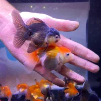 گلدفیش گرید بالا