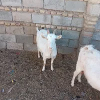 ۵عددبز (سانان) آبستن|حیوانات مزرعه|سبزوار, قصبه شرقی|دیوار