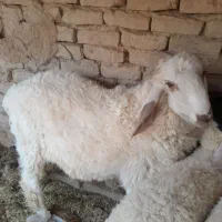 یه قوچ دورگه مخصوص نگهداری