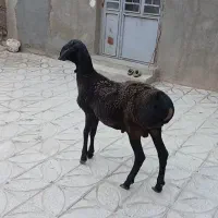 بره قوچ چینی