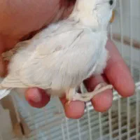 کوتوله برزیلی جفت با تخم و جوجه سرلاکی|پرنده|نیریز, |دیوار