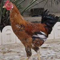 مرغ و خروس جوان