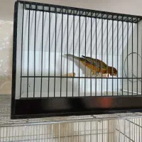 قناری سوخته سرخ سوپری