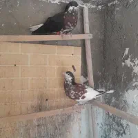 کبوتر ساده افشان یا چادری افشان گلدار|پرنده|کرج, محمود آباد|دیوار