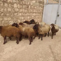 گوسفند،شیشک داشتی  آبستن