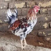 مرغ گلین بومی خروس گلین|حیوانات مزرعه|خمینی‌شهر, |دیوار