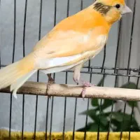 قناری درجه یک زیر قیمت