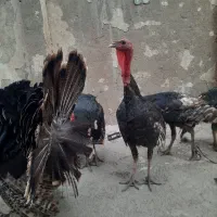 بوقلمو برنز