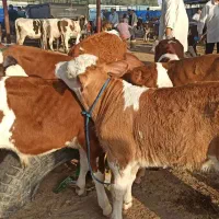 پرسودترین سیمنتالهای اصل ودرجه یک|حیوانات مزرعه|بندر ترکمن, |دیوار