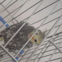 عروس هلندی|پرنده|صحنه, |دیوار