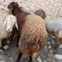 بره قوچ همو