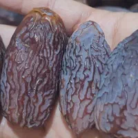 خرما مضافتی زاهدی پیارم کبکاب|عمدهفروشی|تهران, چیتگر شمالی|دیوار