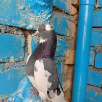 گوره تیکه پاره