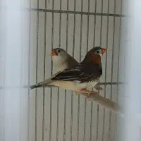 فنج کینگ|پرنده|قم, قلعه عموحسین|دیوار