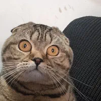 اسکاتیش خالص