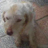 سگ شیتزو پابلند