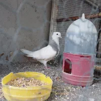 کفتر نقش|پرنده|میناب, |دیوار