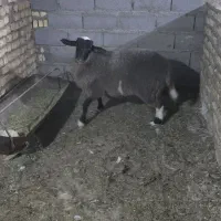 قوچ رومانوف اصل