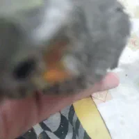 جوجه   عروس   هلندی  سرلایک|پرنده|کرج, حیدرآباد|دیوار