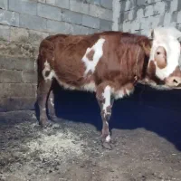 گاو گوساله|حیوانات مزرعه|سیلوانه, |دیوار