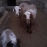 یک جفت میش و بره ماده|حیوانات مزرعه|قائن, |دیوار