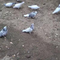کبوتر