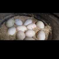 تعدادی تخم غاز فوروشی تازه درشت