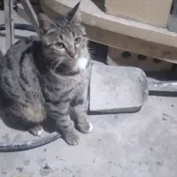 گربه پیدا شده