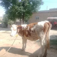 گاو سیمینتال جنس عالی