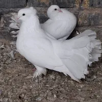 کبوتر دم چتری زینتی|پرنده|حمیدیه, |دیوار