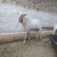 تکه کل نژاد گلابی