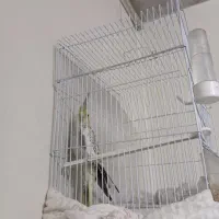 عروس هلندی نر و بازی گوش|پرنده|اصفهان, حصه شمالی|دیوار