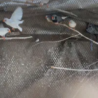 چند جفت فنچ اماده