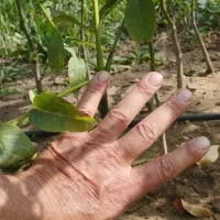 نهال گردو خوشه ای