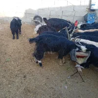 فروش 14رس بزغاله نر|حیوانات مزرعه|محلات, |دیوار