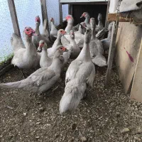 اردک مسکویی نقره ای،بالغ وجوجه