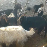 14عدعد بز کهره داره 6کهره