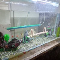 آکواریوم شیک|ماهی|چناران, |دیوار